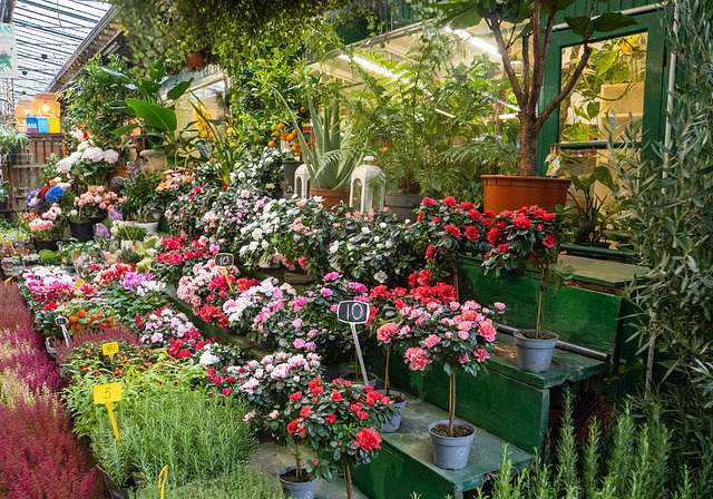 Marché aux fleurs 2 - Ile de la Cité, Paris