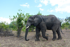 Botswana, The Large Elephant in the Chobe National Park