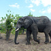 Botswana, The Large Elephant in the Chobe National Park