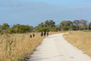 Zimbabwe, A Small Herd of Wildebeest in Hwange National Park