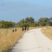 Zimbabwe, A Small Herd of Wildebeest in Hwange National Park