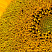 Sunflowers at the Byker City Farm