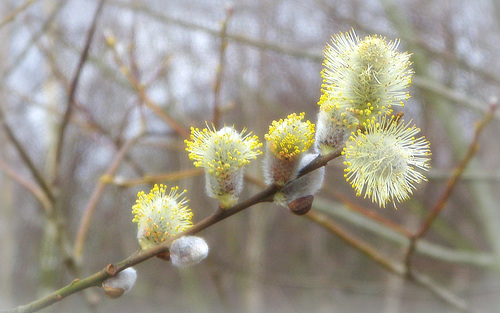 Quand le saule s'éclate