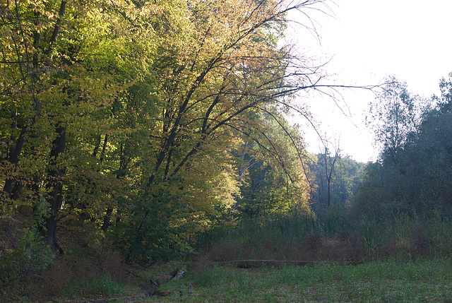 Im Holossijiw-Wald im Herbst