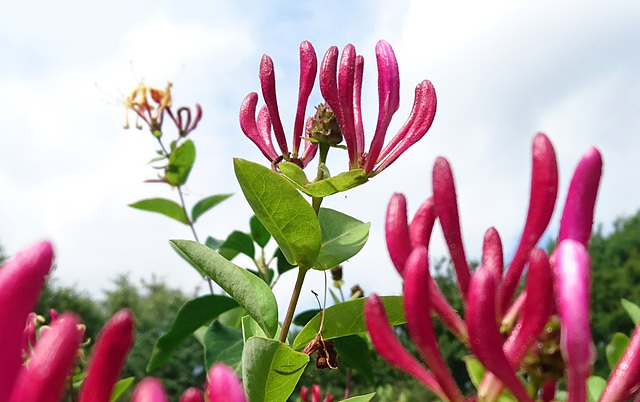 Jelängerjelieber (Gartengeißblatt)