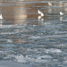 ice gulls