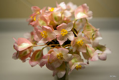 Begonia Corallina Lucerna