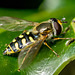 Hoverfly (24)