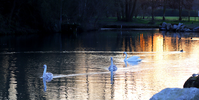 Cygne et cygnaux au marais d'Annezin