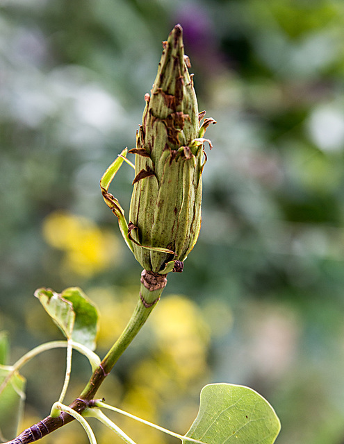 20150728 8430VRAw [D~RI] Tulpenbaum, Rinteln