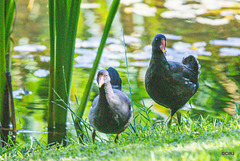 The Moorhen family on the pond
