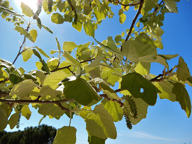 vert ,,, bleu