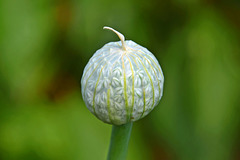 Seed Head.