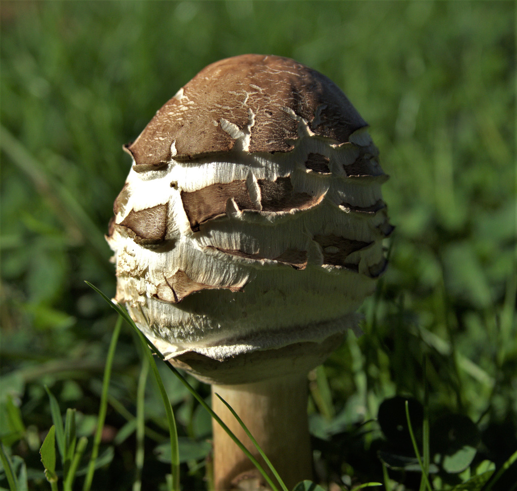 Parasol ??