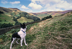 Poppy at Edale