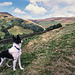 Poppy at Edale