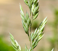 20230713 1766CPw [D~LIP] Wolliges Honiggras (Holcus lanatus), Bad Salzuflen