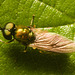 IMG 0004 Soldier Fly