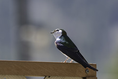 Violet-Green Swallow