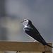 Violet-Green Swallow