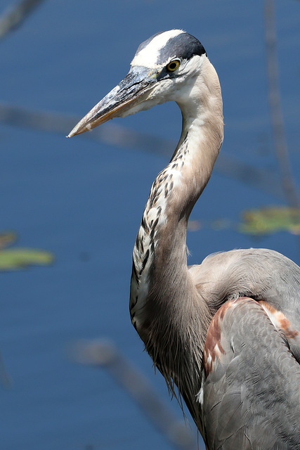 Great blue heron