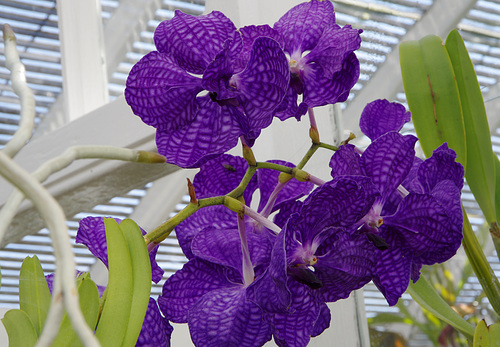 Vanda caerulea