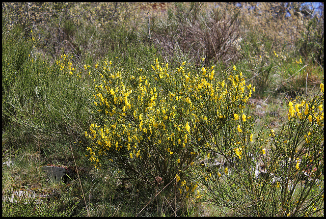 Genêt - Cytisus sarothmnus