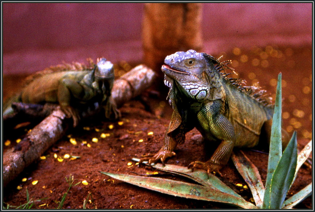Iguane
