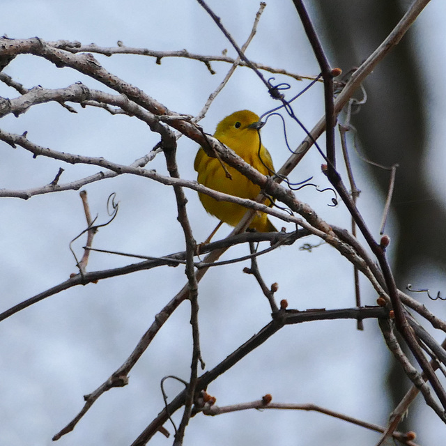 The first Warbler of our trip