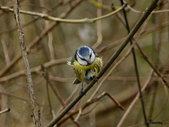 Mésange bleue.