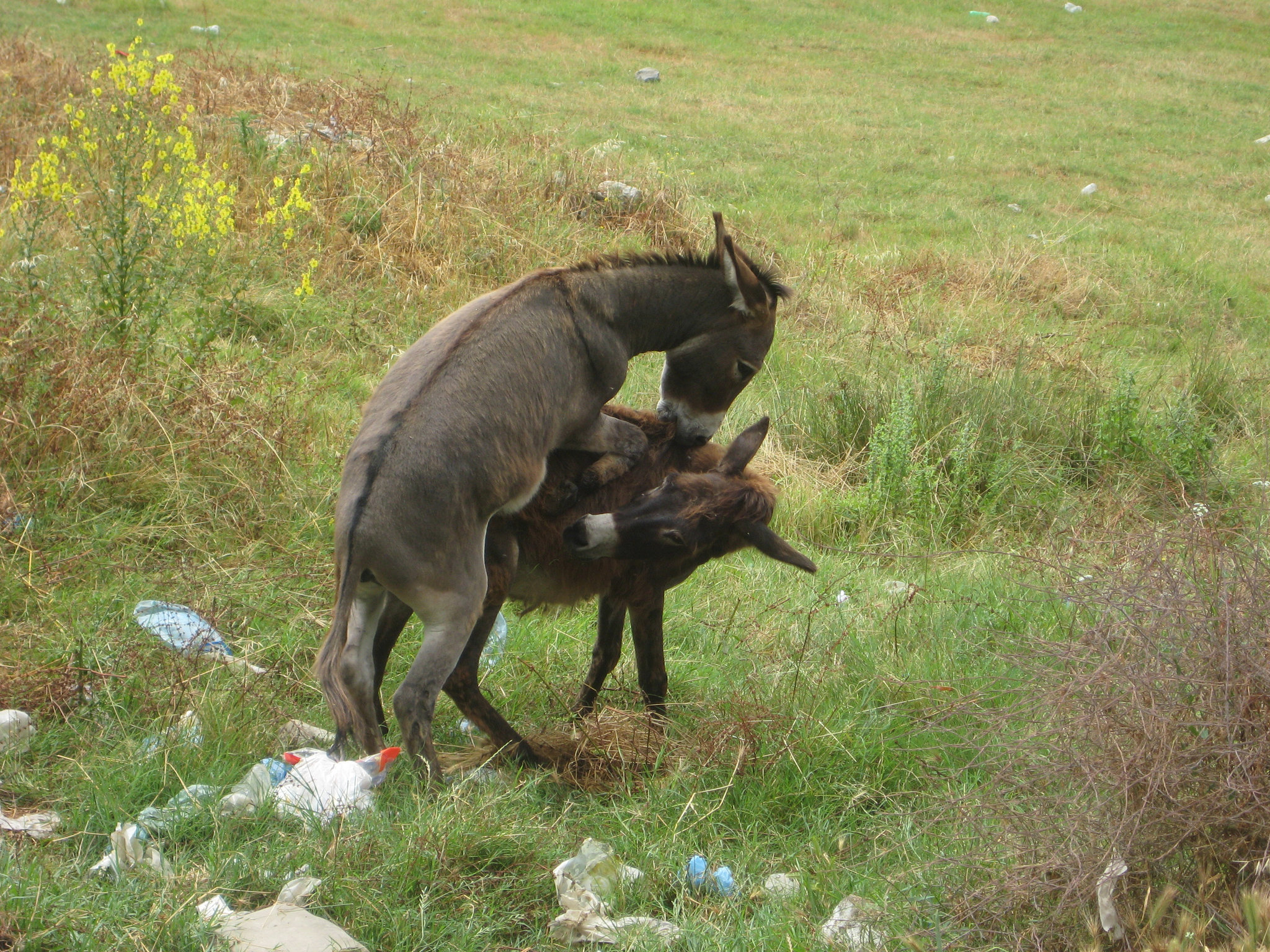 Tirana, Albanien