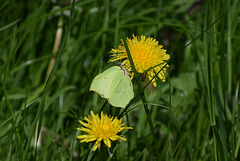 Brimstone