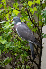 Wood pigeon having a feast