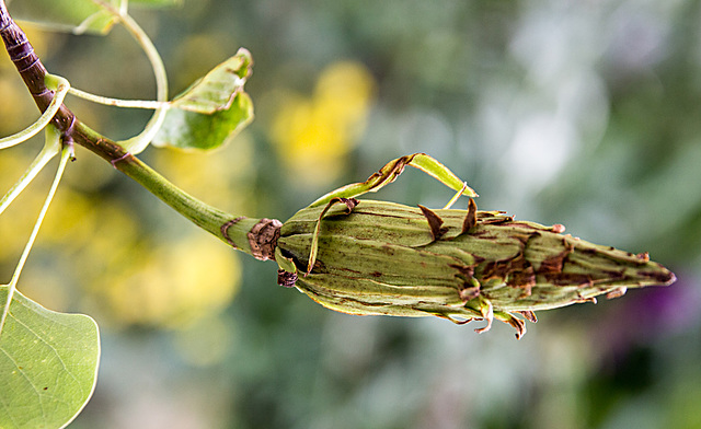 20150728 8431VRAw [D~RI] Tulpenbaum, Rinteln