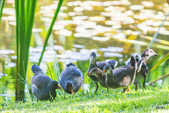 The Moorhen family on the pond