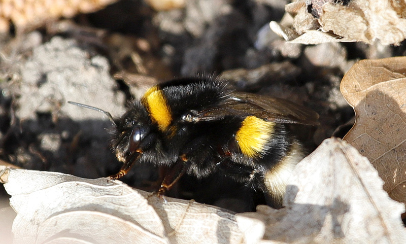 Bombus (Bourdon)