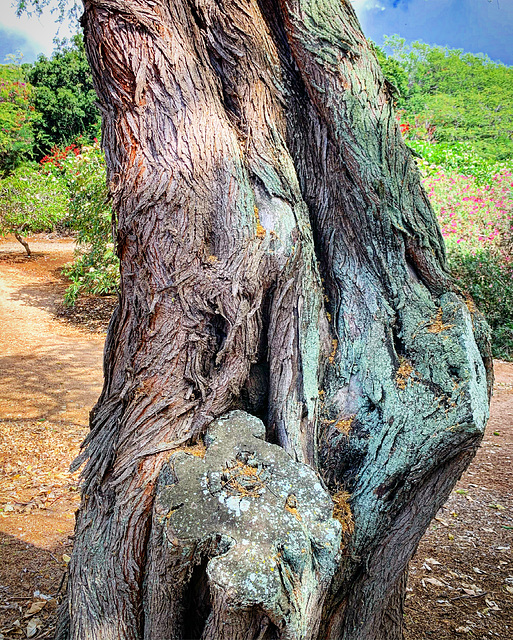 landscaping detail - Koko Head Crater Botanical Gardens