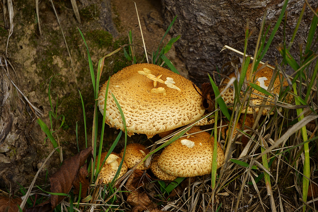 Sparriger Schüppling