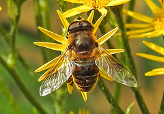 20230713 1767CPw [D~LIP] Jakobs-Greiskraut, Mistbiene (Eristalis tenax), Bad Salzuflen