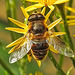 20230713 1767CPw [D~LIP] Jakobs-Greiskraut, Mistbiene (Eristalis tenax), Bad Salzuflen