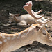 Fallow deer