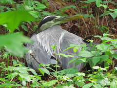 Great blue heron (Ardea herodias) hiding