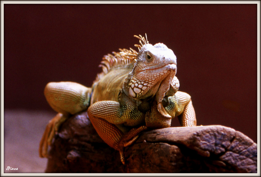 Iguane