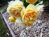 Yellow Roses