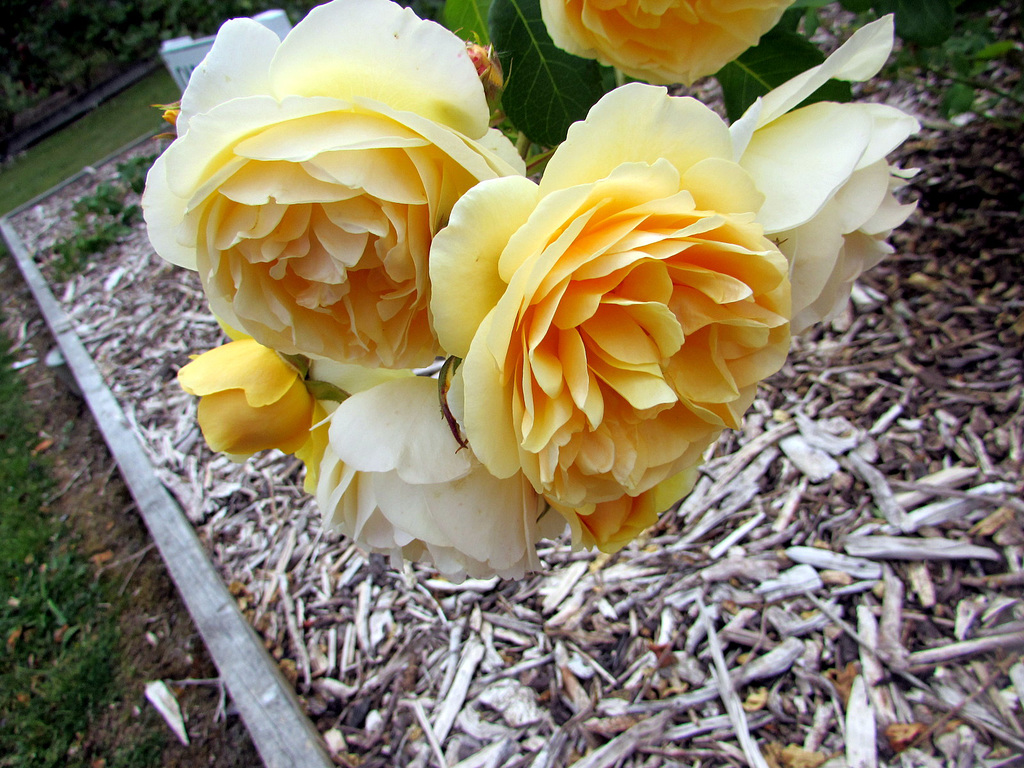 Yellow Roses