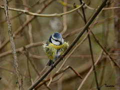 Mésange bleue.