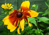 Rudbeckia