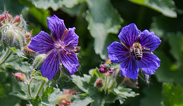 20200527 3911VRAw [D~LIP] Kaukasischer Storchschnabel (Geranium ibericum), Honigbiene, UWZ, Bad Salzuflen