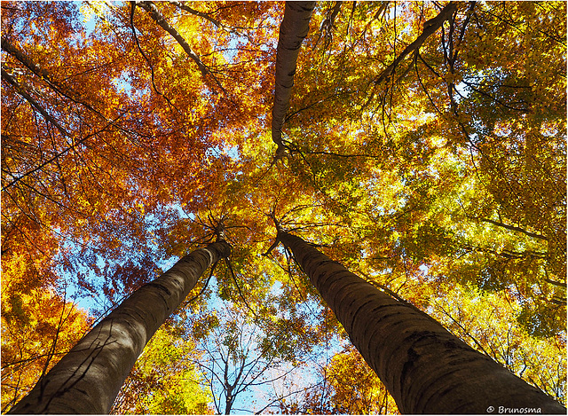 L'autunno verso il cielo.