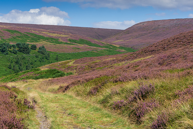 Arnfield track to Tintwistle Knarr (6 of 7)